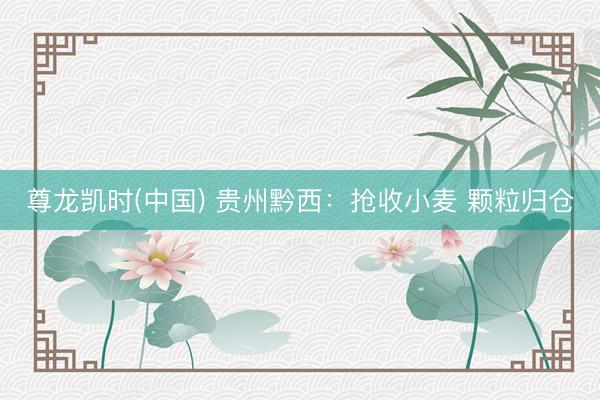 尊龙凯时(中国) 贵州黔西：抢收小麦 颗粒归仓